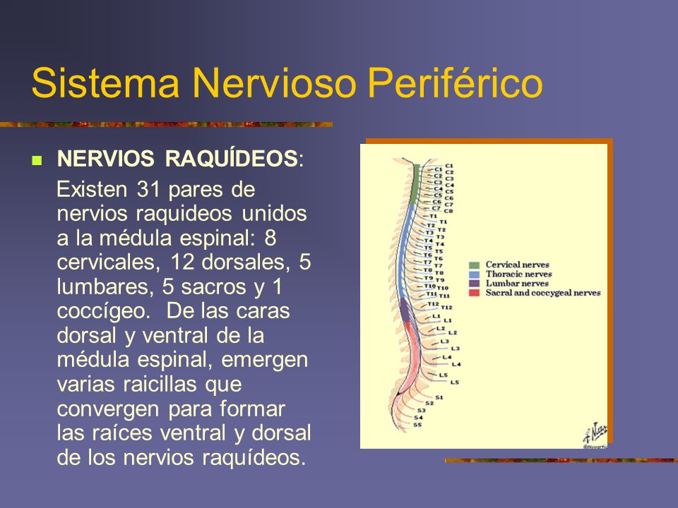 nervios dorsales lumbares y sacros